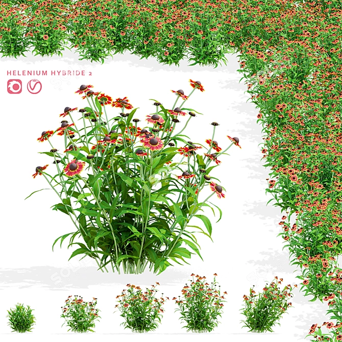 Hybrid Helenium Flower Collection 3D model image 1