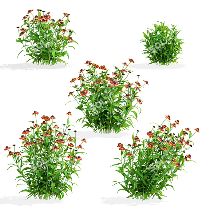 Hybrid Helenium Flower Collection 3D model image 2