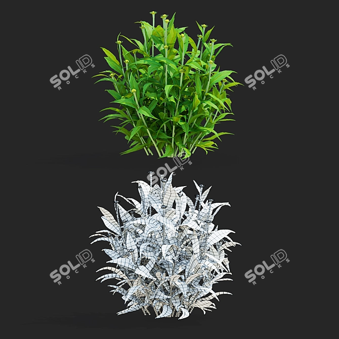 Hybrid Helenium Flower Collection 3D model image 3