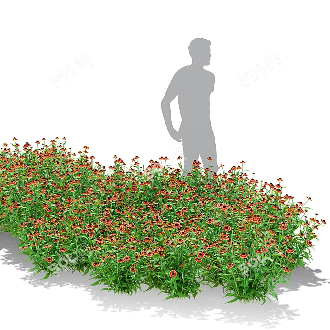 Hybrid Helenium Flower Collection 3D model image 4