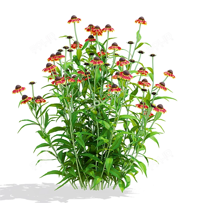 Hybrid Helenium Flower Collection 3D model image 5