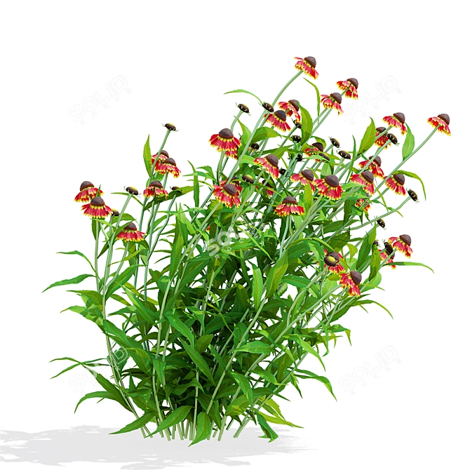 Hybrid Helenium Flower Collection 3D model image 6
