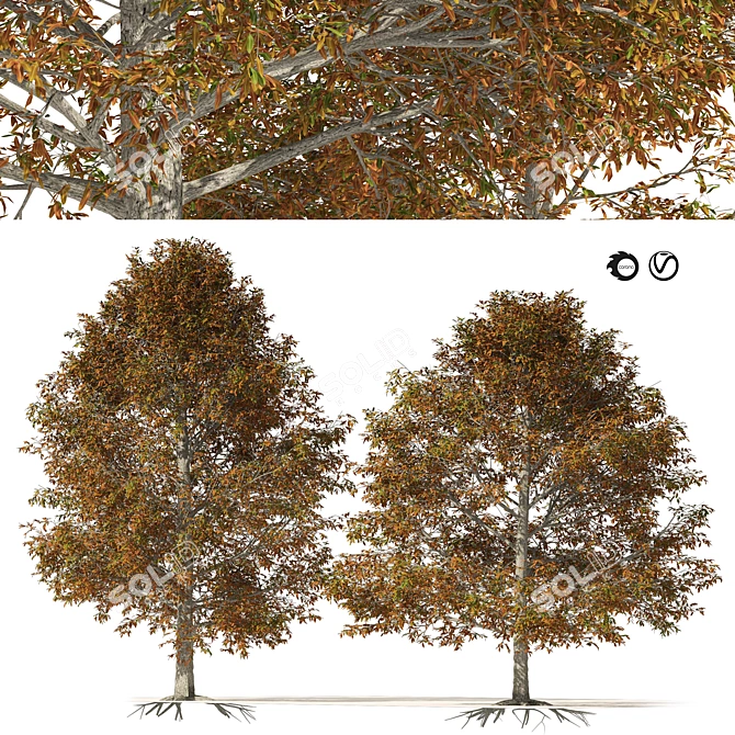 Detailed Autumn Shingle Oak Tree 3D model image 1