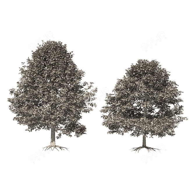 Detailed Autumn Shingle Oak Tree 3D model image 5