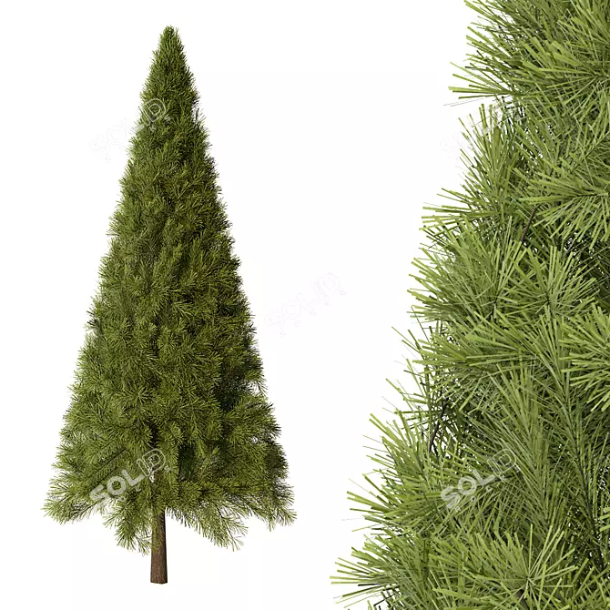 Balsam Fir Tree No.12 3D model image 1