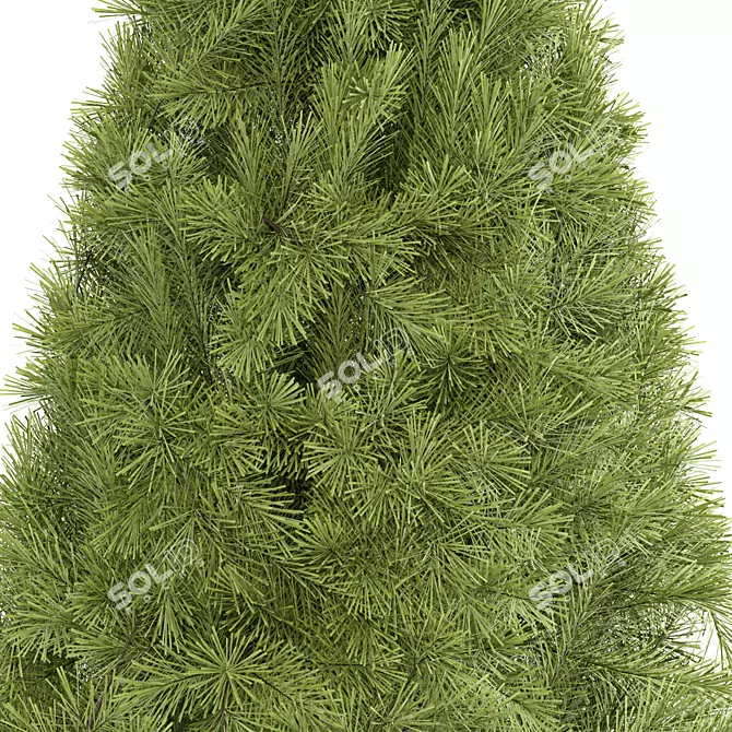 Balsam Fir Tree No.12 3D model image 2