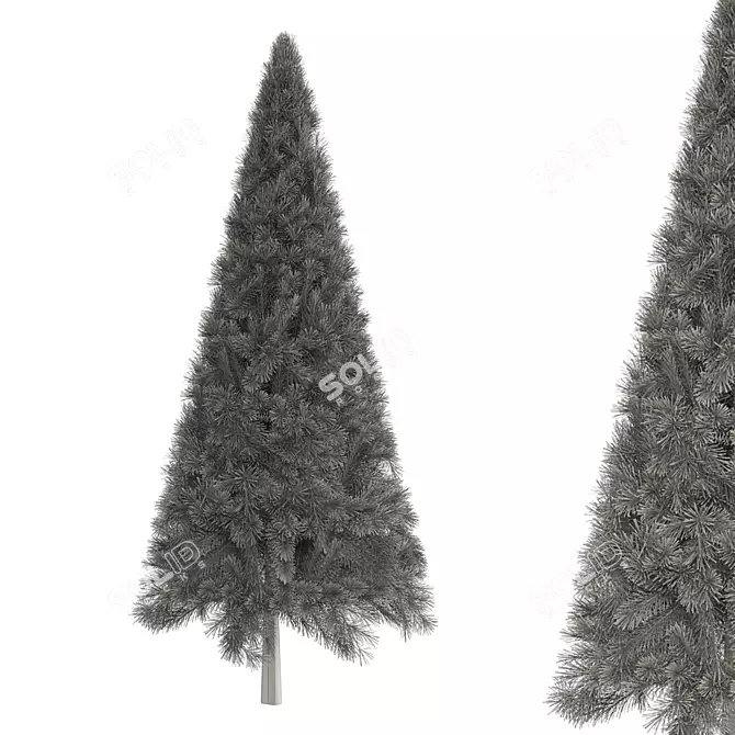 Balsam Fir Tree No.12 3D model image 3