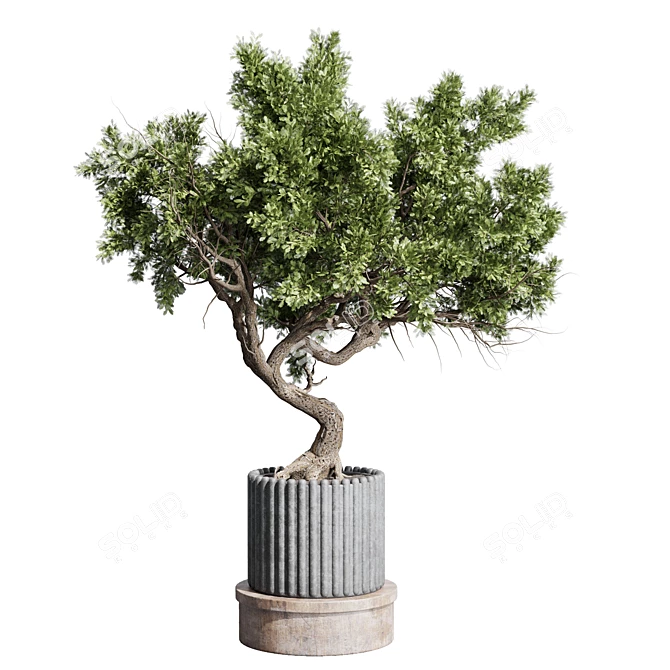 Bonsai Tree with Dirty Concrete Vase 3D model image 1