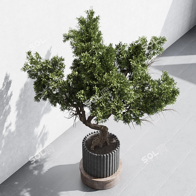 Bonsai Tree with Dirty Concrete Vase 3D model image 2