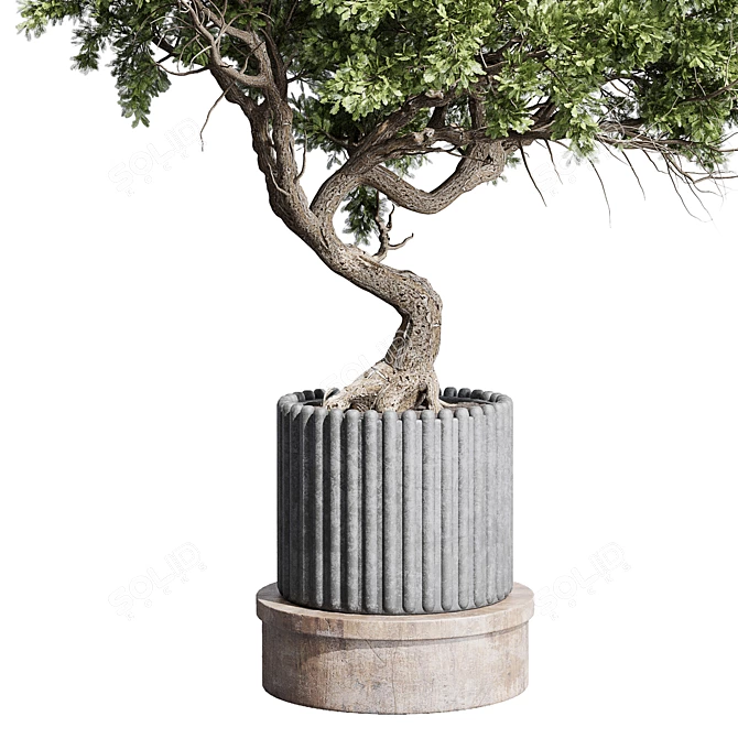 Bonsai Tree with Dirty Concrete Vase 3D model image 3