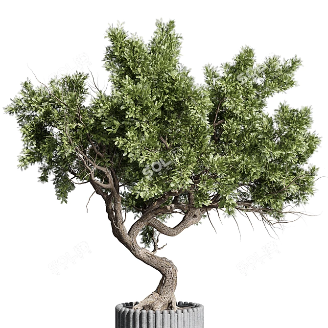 Bonsai Tree with Dirty Concrete Vase 3D model image 4