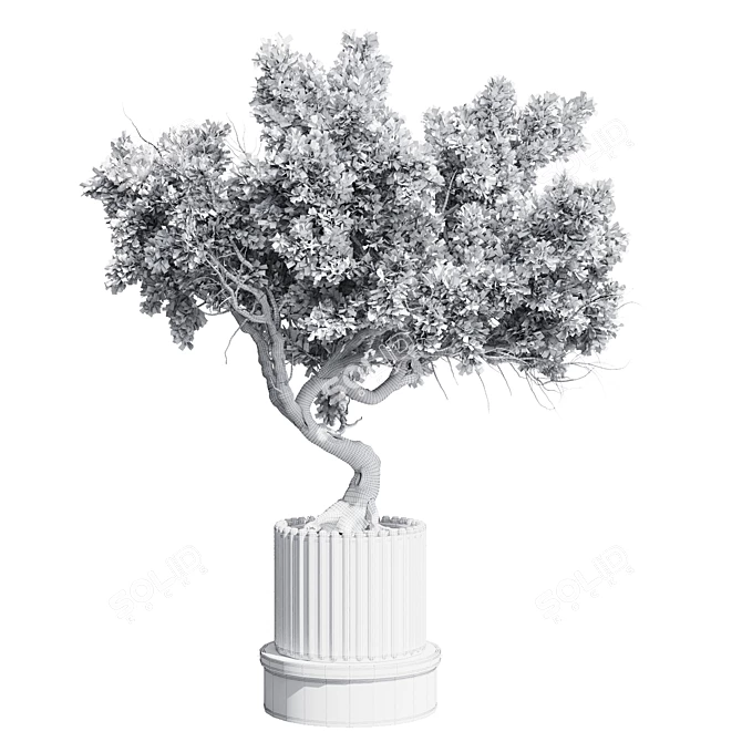 Bonsai Tree with Dirty Concrete Vase 3D model image 5