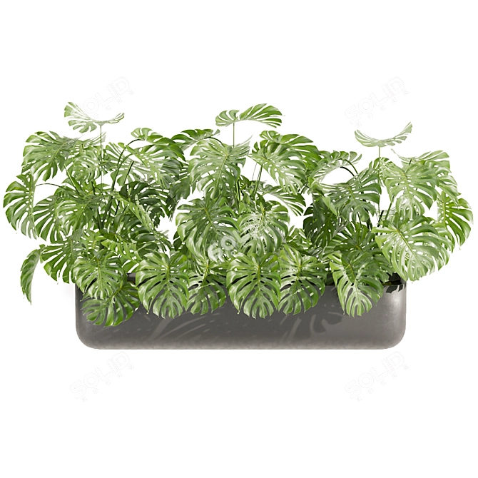 Premium Indoor Plant Collection: Peace Lily, Croton, Monstera, Palm 3D model image 4