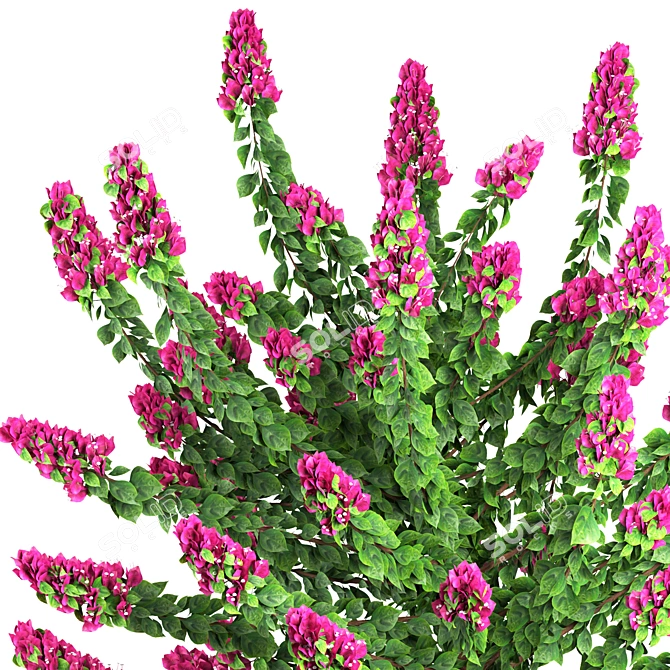 Outdoor Bougainvillea Plant 3D Model 3D model image 2