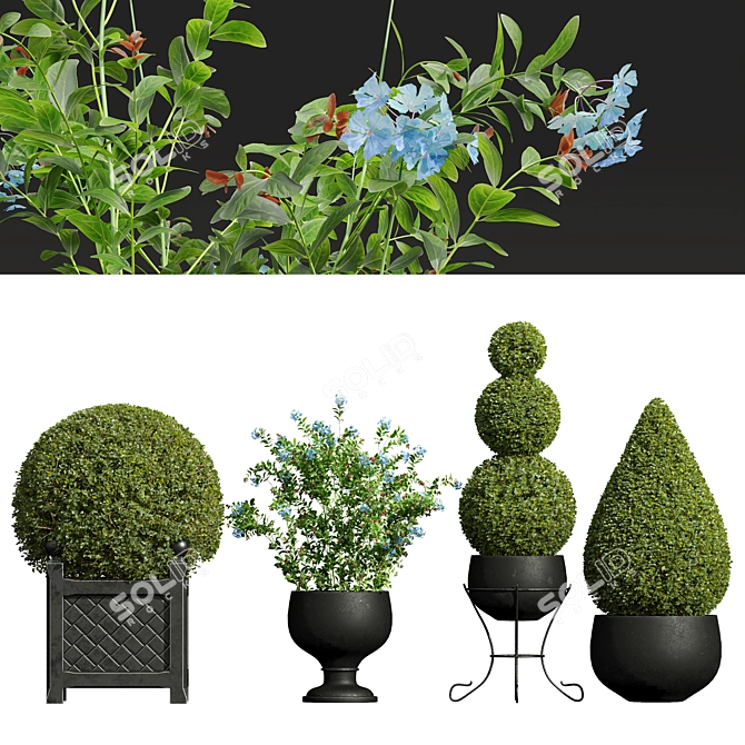 Ceratostigma Bonsai Collection Set 3D model image 1