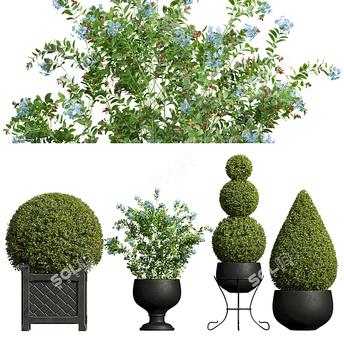 Ceratostigma Bonsai Collection Set 3D model image 8