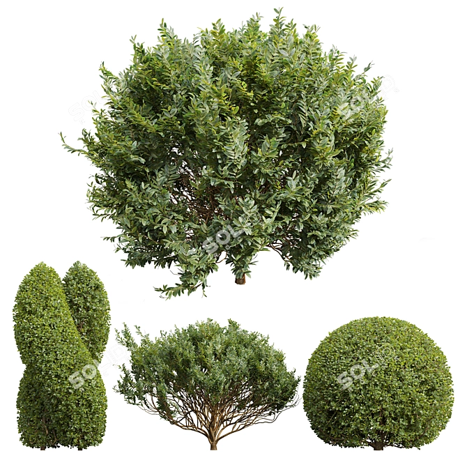 Pruned Bonsai Tree Models Bundle 3D model image 1