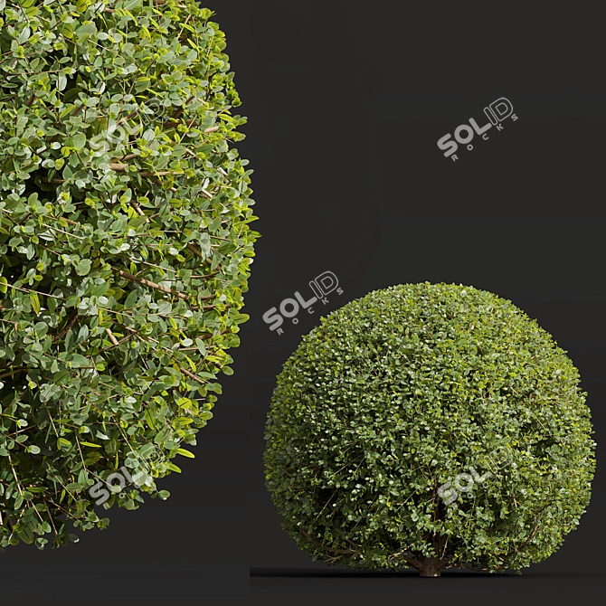 Pruned Bonsai Tree Models Bundle 3D model image 3