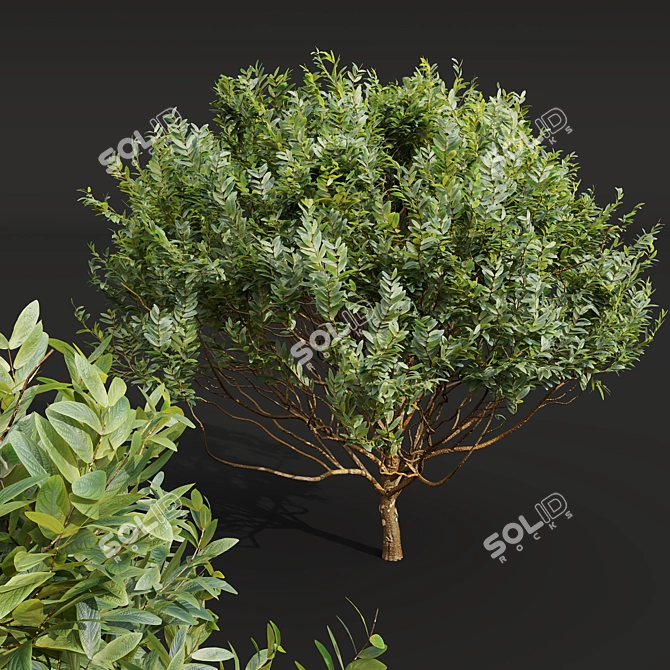 Pruned Bonsai Tree Models Bundle 3D model image 4