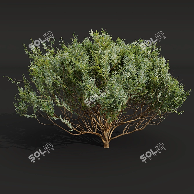 Pruned Bonsai Tree Models Bundle 3D model image 5