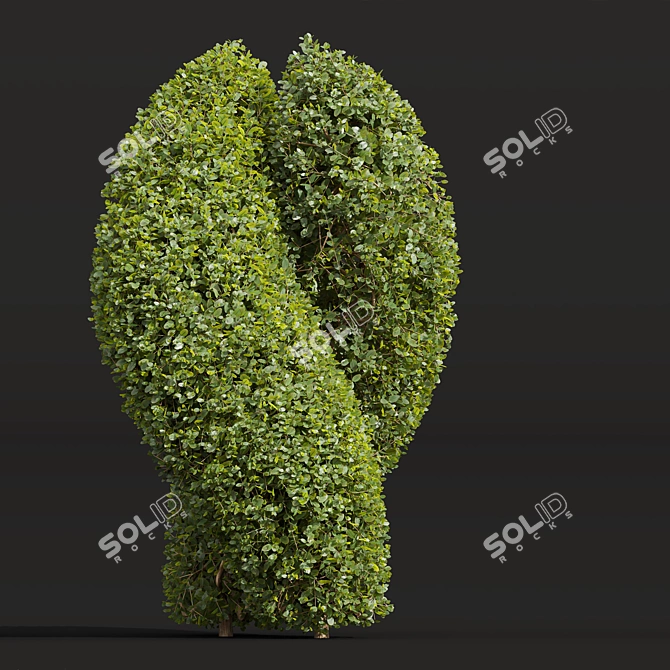 Pruned Bonsai Tree Models Bundle 3D model image 6