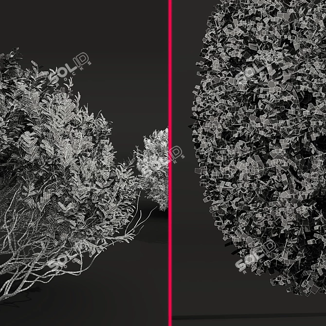 Pruned Bonsai Tree Models Bundle 3D model image 7