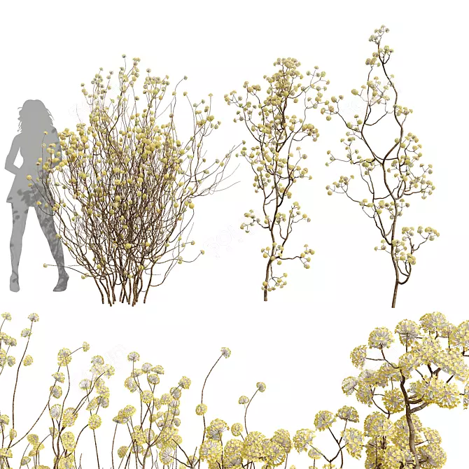 Golden Paperbush 3D Tree Models 3D model image 1