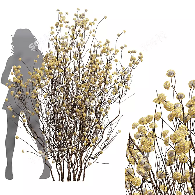 Golden Paperbush 3D Tree Models 3D model image 4
