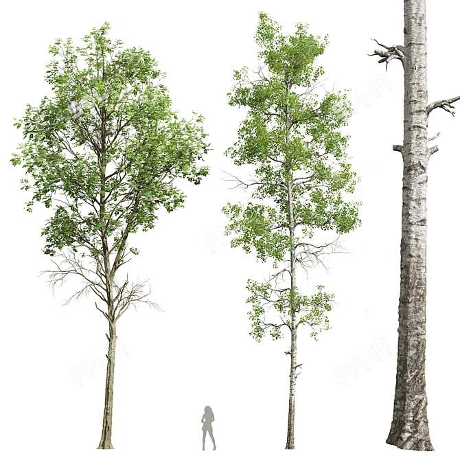 Forest Tree 3D Models Bundle 3D model image 1