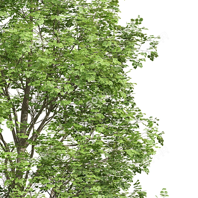 Forest Tree 3D Models Bundle 3D model image 2