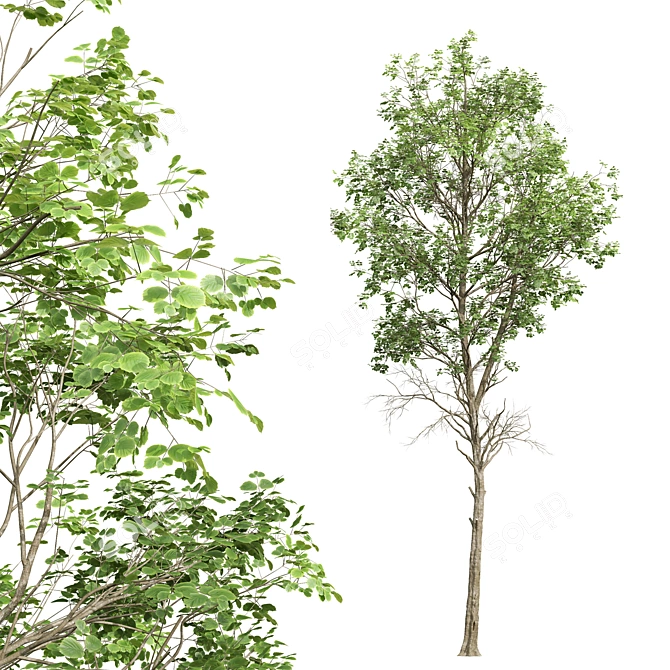 Forest Tree 3D Models Bundle 3D model image 4