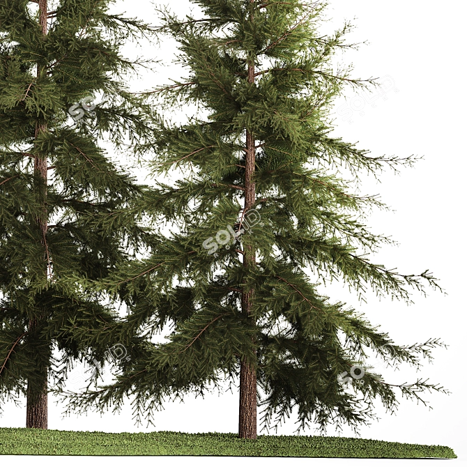 Evergreen Landscape Plant Set - 1155 3D model image 4