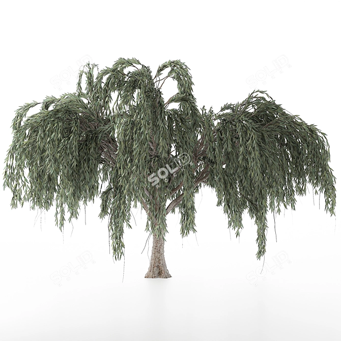 Seasonal Willow Tree Set: Summer-Autumn 3D model image 2