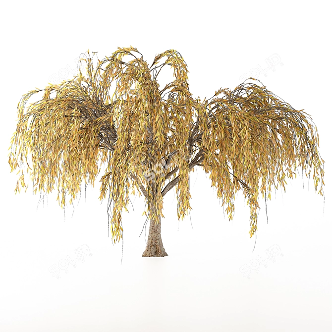 Seasonal Willow Tree Set: Summer-Autumn 3D model image 3