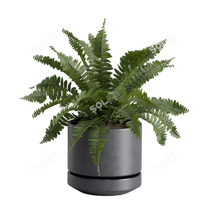 Exotic Indoor Plants Selection Pack 3D model image 4