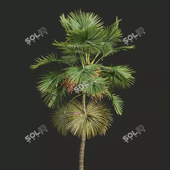 Saribus Rotundifolius Plant 3D Models 3D model image 2