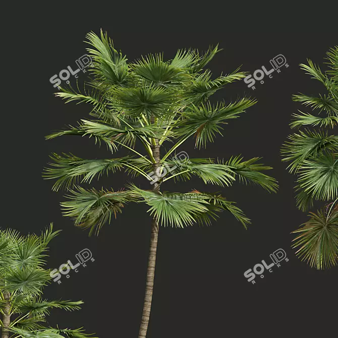 Saribus Rotundifolius Plant 3D Models 3D model image 5