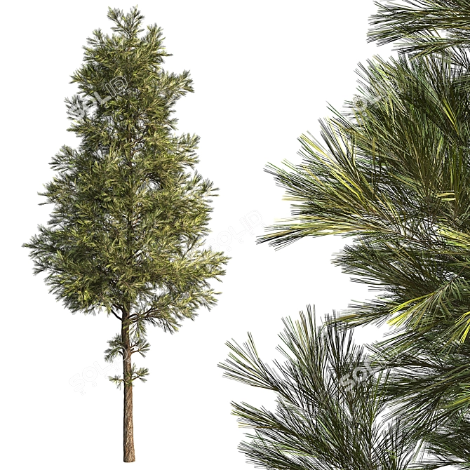 Minimalist Pine Tree Model 3D model image 1