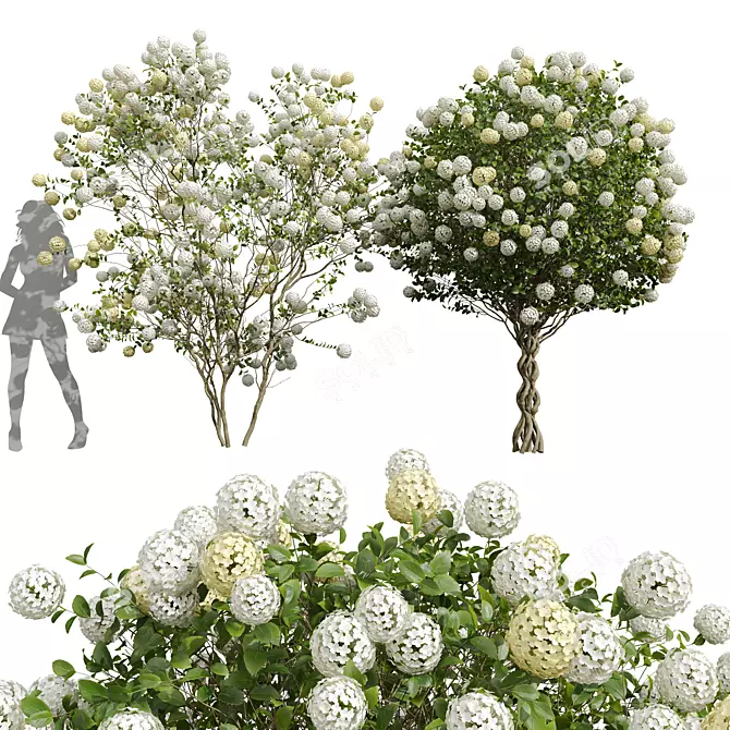 Luxury Viburnum Bush 3D Models 3D model image 1