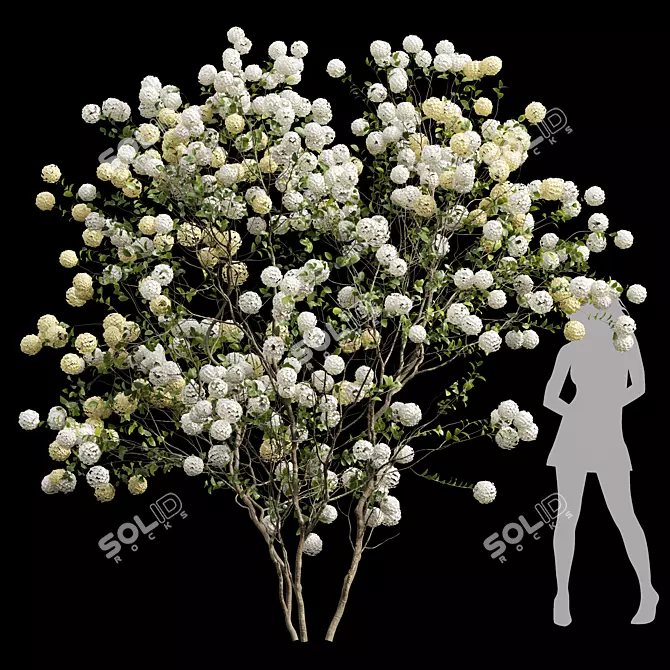 Luxury Viburnum Bush 3D Models 3D model image 3