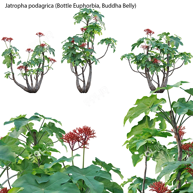 Versatile 3D Plant Models Set 3D model image 1