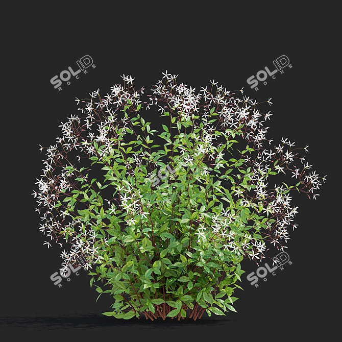 Gillenia Trifoliata Flower Models 3D model image 4