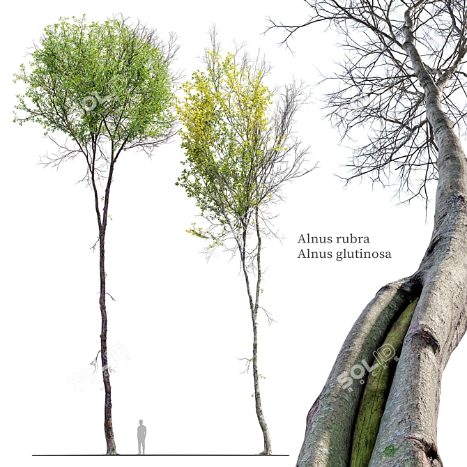 Alder Trees Pack: Vray Material 3D model image 1