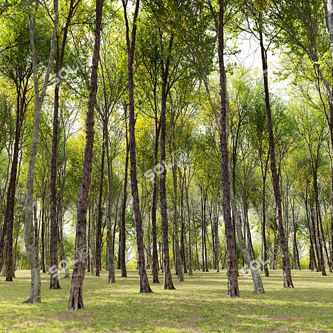 Alder Trees Pack: Vray Material 3D model image 2