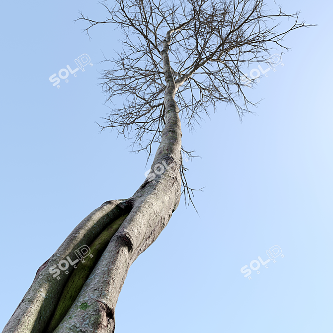 Alder Trees Pack: Vray Material 3D model image 4