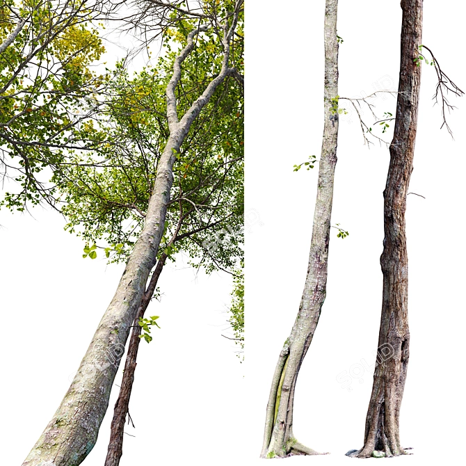 Alder Trees Pack: Vray Material 3D model image 5