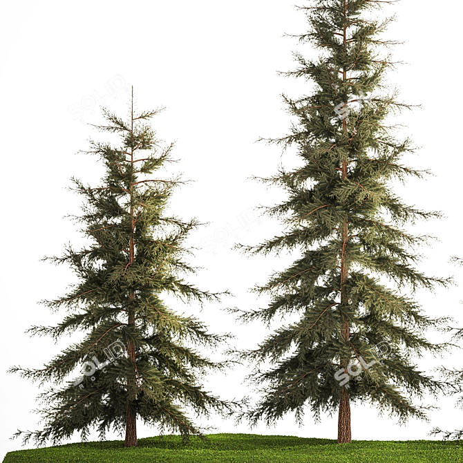 Evergreen Trees Collection for Landscape Design 3D model image 3