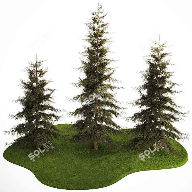 Evergreen Trees Collection for Landscape Design 3D model image 4