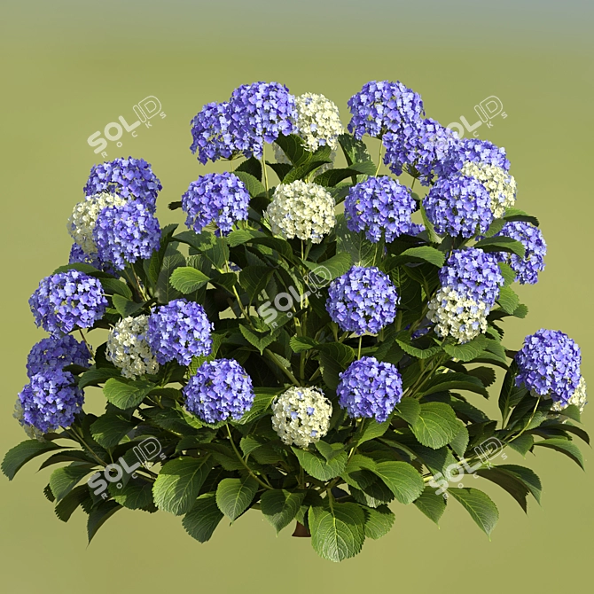 Russian Hydrangea Flowers Bouquet 3D model image 3