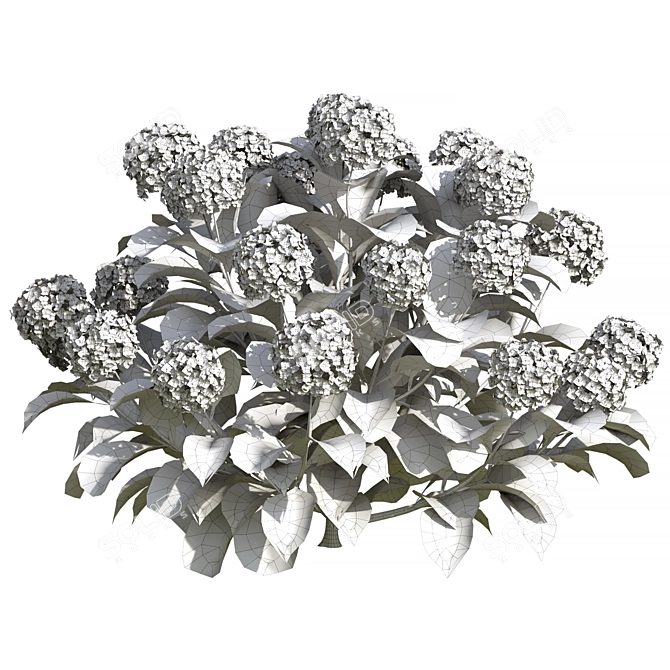 Russian Hydrangea Flowers Bouquet 3D model image 4